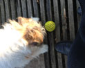 Foto von Hund und Ball ist zu sehen - von heute.