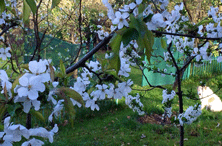 Foto von Blüten am Obstbaum im Garten heute.