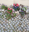 Foto von Blumen auf der Straße in Potsdam - heute.