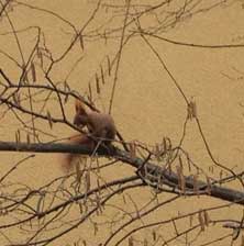Foto von Eichhörnchen auf Haselnussstrauch mit Nuß
