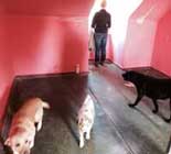 Foto von einem roten Zimmer mit Hunden in einem Plattenbau ist zu sehen