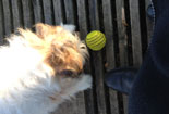 Foto von Hund mit grünem Ball ist zu sehen - von heute.