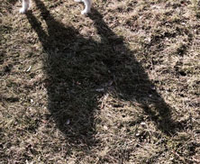 Foto von Schatten eines Hundes ist zu sehen - heute.