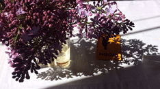 Foto von einem Fliederzweig in Vase - heute.