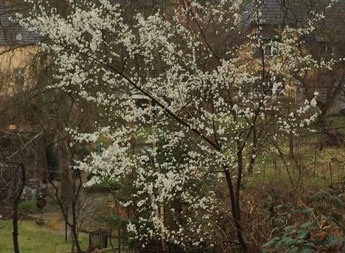 Foto von einem blühenden Obstbaum im Garten - heute.
