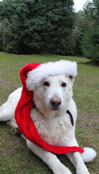 Foto von Hund mit Weihnachtsmütze ist zu sehen - heute.