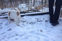 Foto von Hund und Mann im Schnee ist zu sehen - heute.