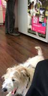 Foto von dem Telekomladen in Potsdam mit Hund und Hundereklame ist zu sehen - heute