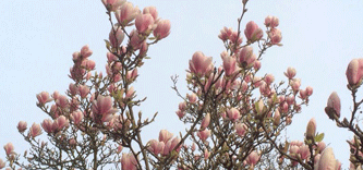 Foto von den Blüten des Baumes - heute.
