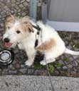 Foto von einem Hund mit Trinknapf in Berlin