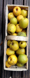Foto von Apfelwuitten im Korb ist zu sehen - heute.