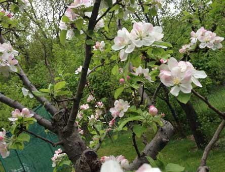 Foto von einem alten Apfelbaum mit Blüten - heute fotografiert. title=