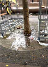 Foto vom Breitscheidplatz in Berlin mit einer Platane ist zu sehen