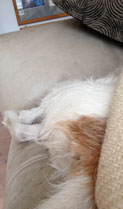 Foto von einem Hund auf einem Sofa von hinten - heute