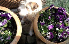 Foto von Hund und Blumentöpfen - heute.