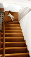 Foto von der Treppe im Haus mit Hund - heute.