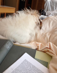 Foto von einem Hund auf einem Bett - heute.