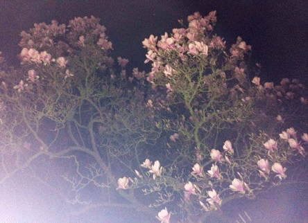 Foto von Blüte nachts.