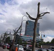 Foto von einem Baum am Breitscheidplatz ist zu sehen