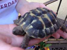 Foto von einer Schildkröte