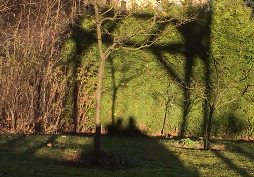Foto im Garten mit Schatten heute