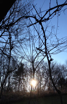 Foto von Sonne hinter Bäumen ist zu sehen - heute.