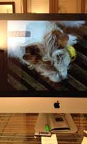 Foto von einem Bildschirm mit einem Hund zu sehen