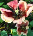 Tulpe aus dem Garten - Foto ist zu sehen - heute.