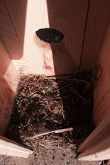 Foto von einem Vogelhaus innen ist zu sehen - heute.