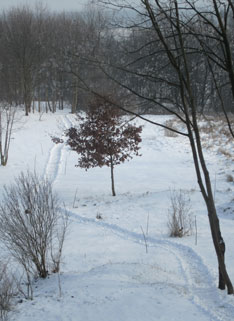 Foto von Feld und Weg und Schnee ist zu sehen - heute.